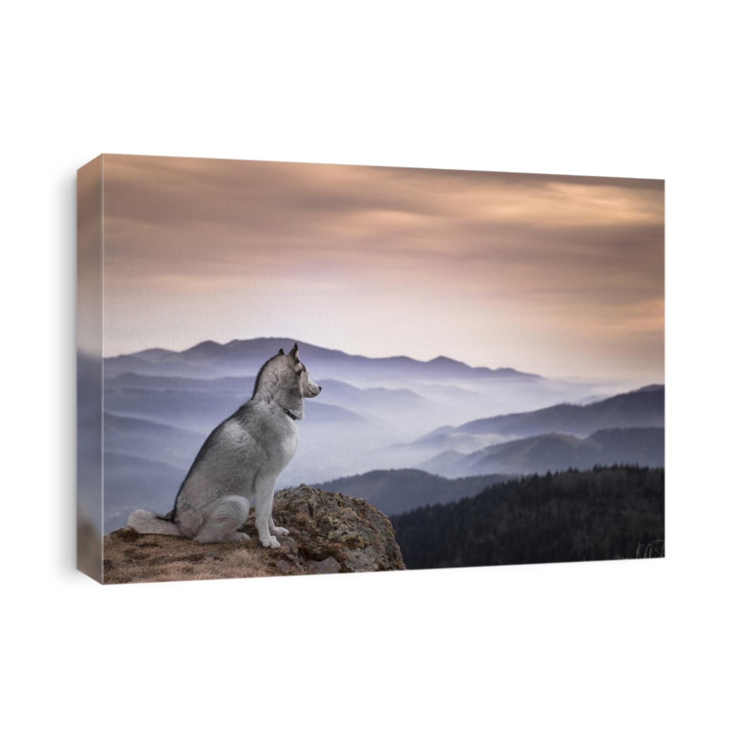 dog's husky mountain france ..