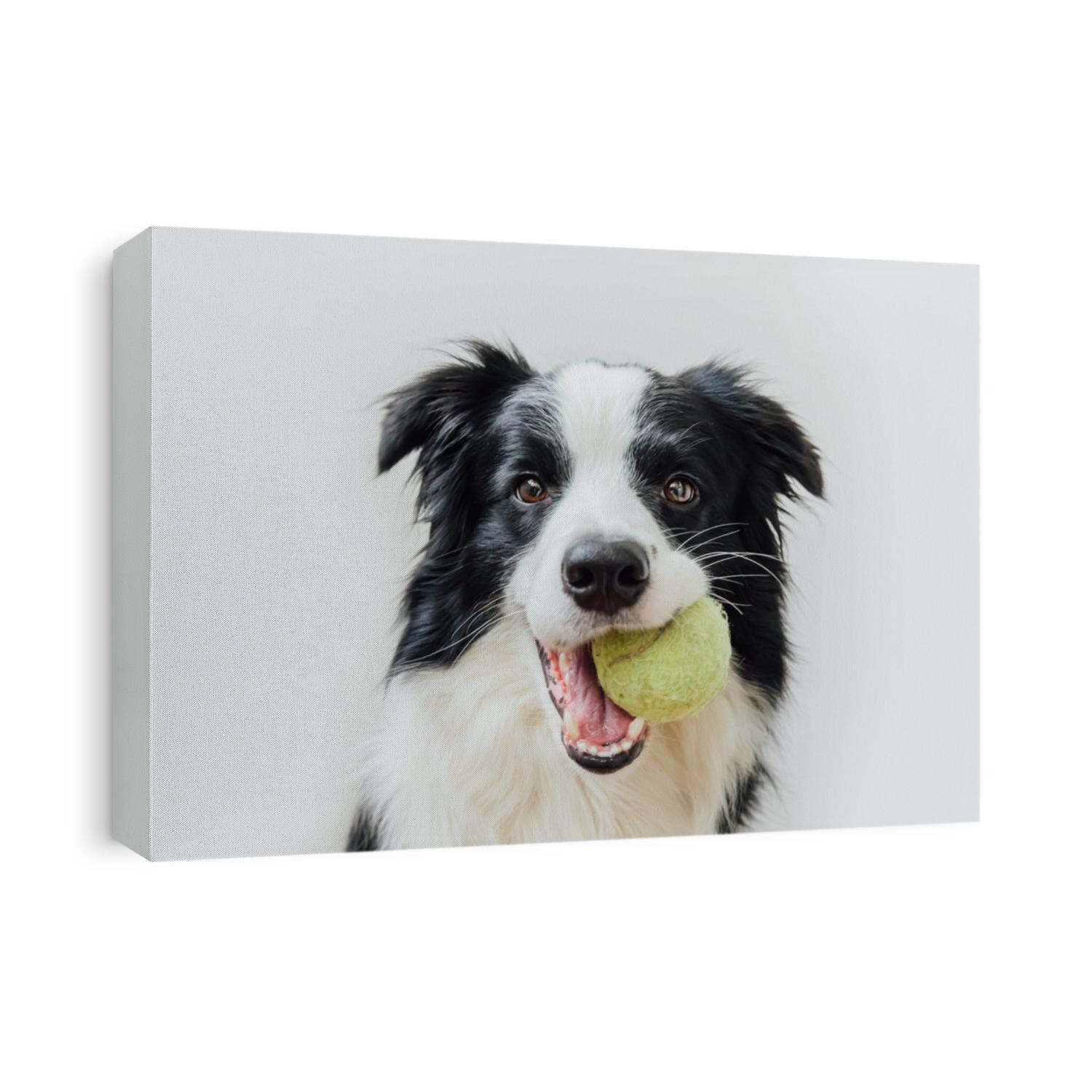 Funny portrait of cute puppy dog border collie holding toy ball in mouth isolated on white background. Purebred pet dog with tennis ball wants to playing with owner. Pet activity and animals concept