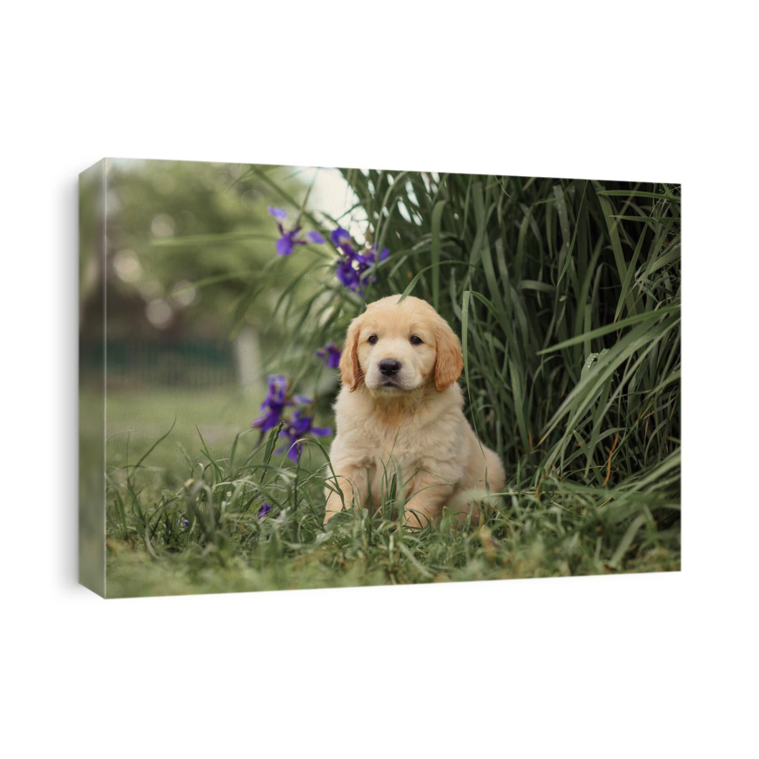 cute puppy golden retriever sits near a bush of iris flowers. dogs in nature in the park