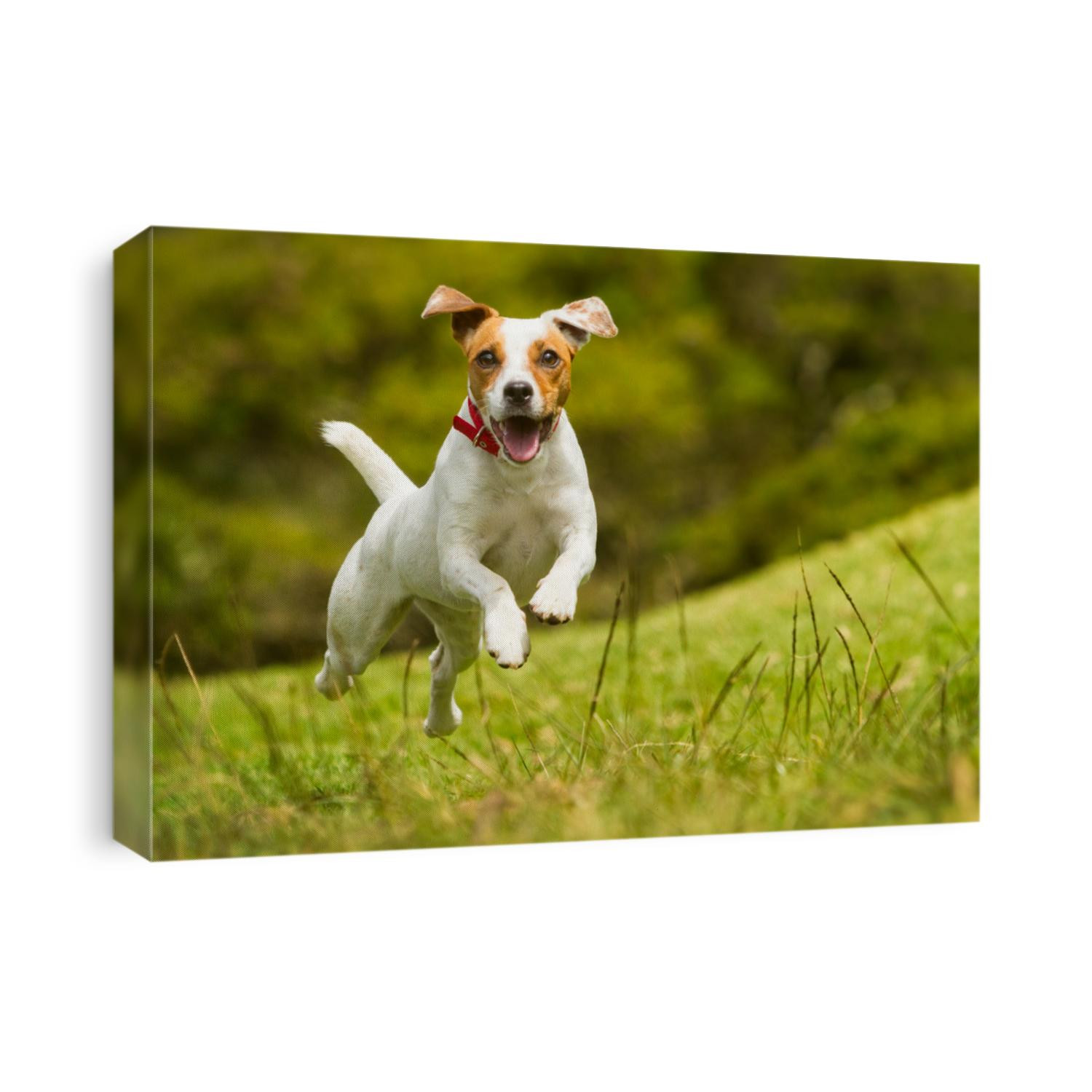 dog happy run russel jack jump pet cute terrier play summer satisfied hound race toward the camera mid angle high velocity shot dog happy run russel jack jump pet cute terrier play summer brown animal
