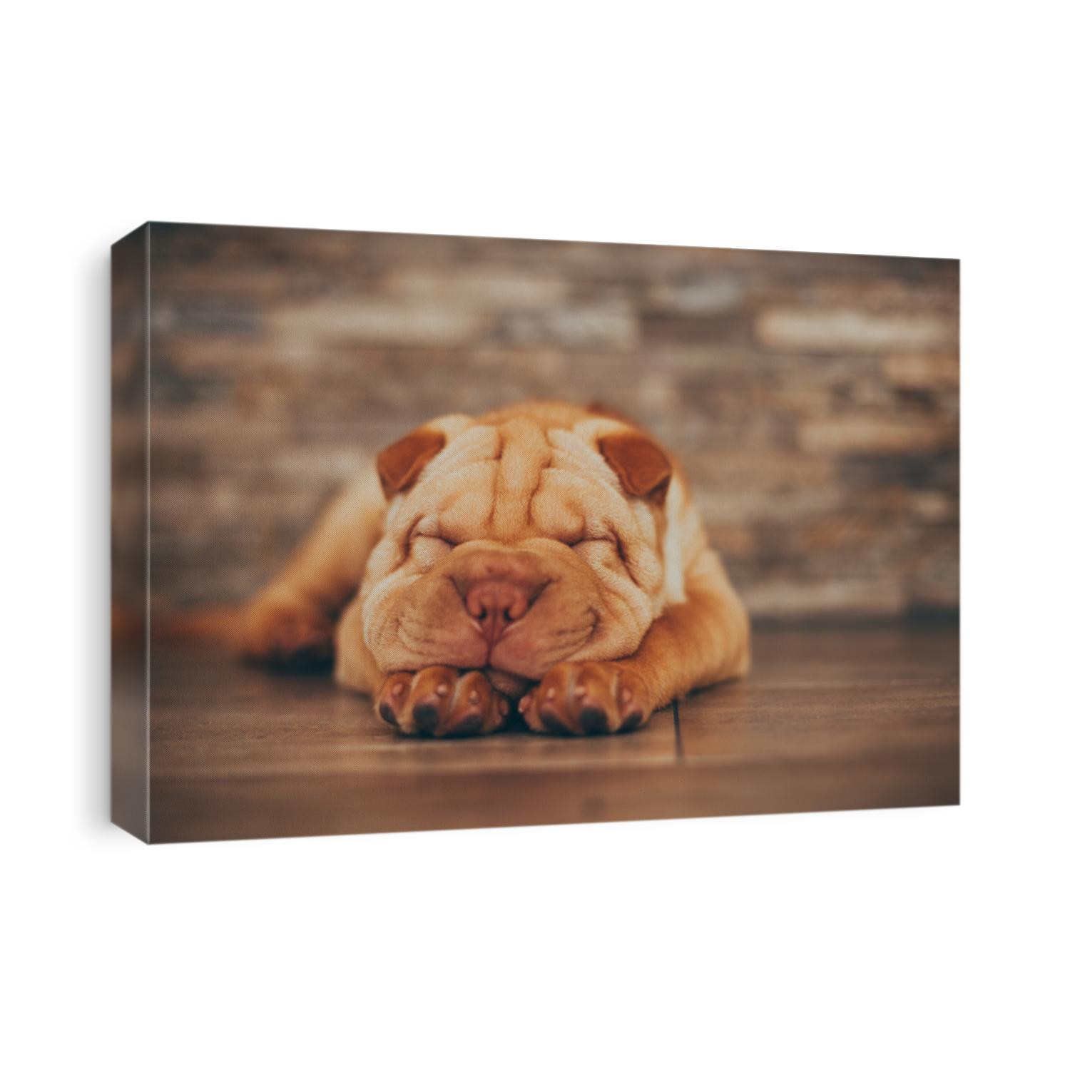 Shar Pei puppy sleeping on the floor. Selective focus on closed eyes