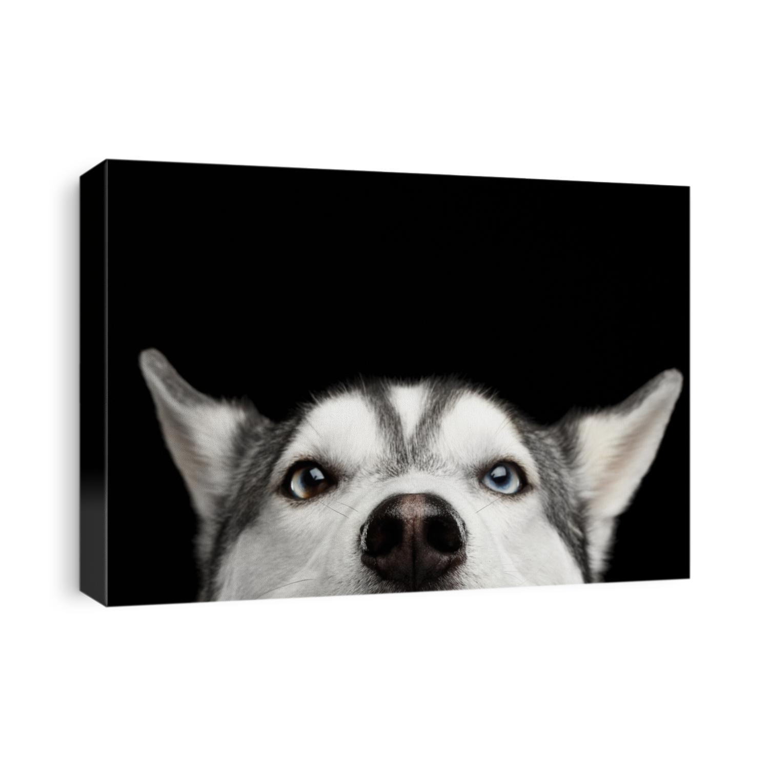 Close-up Head of peeking Siberian Husky Dog with blue eyes on Isolated Black Background, Front view