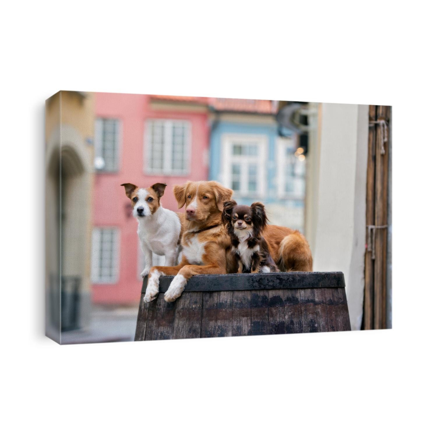 three adorable dogs posing together outdoors