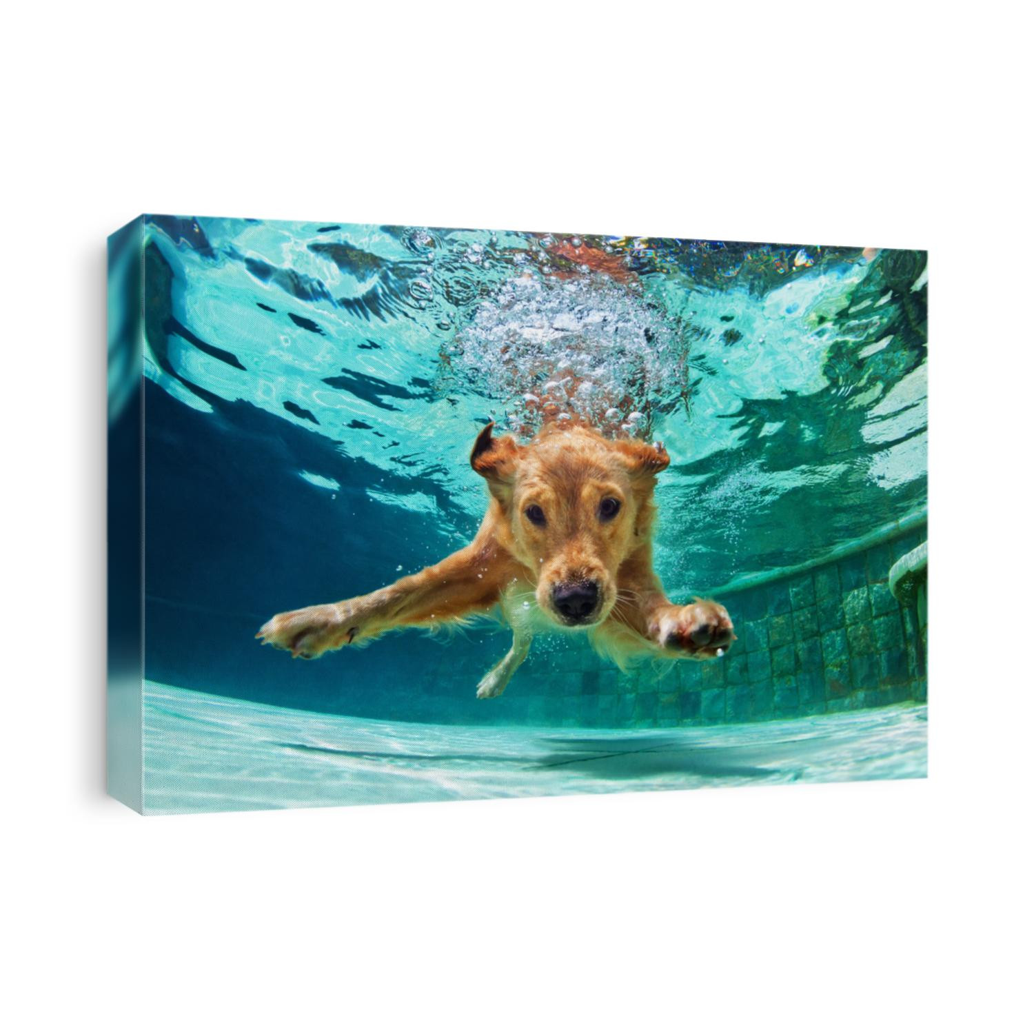 Underwater funny photo of golden labrador retriever puppy in swimming pool play with fun - jumping, diving deep down. Actions, training games with family pets and popular dog breeds on summer vacation