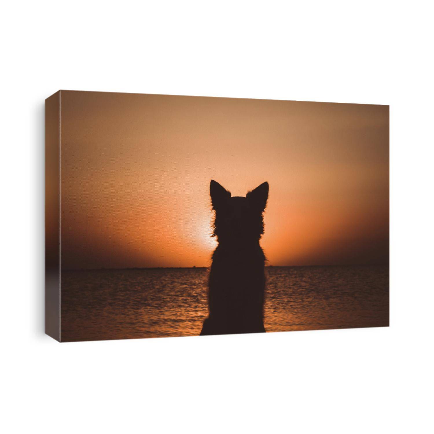 Silhouette of a white berger shepherd dog. Dog sits and looks at beautiful golden sunset (sunrise) near the ocean. Dog sits on the beach near the sea. Backlight.