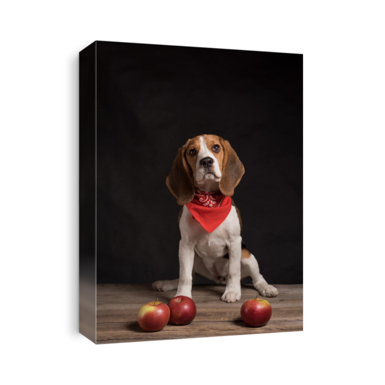 Portrait of beagle dog wearing red bandana sitting on wooden floor behind black background. Dog still life with apples. Healthy dog