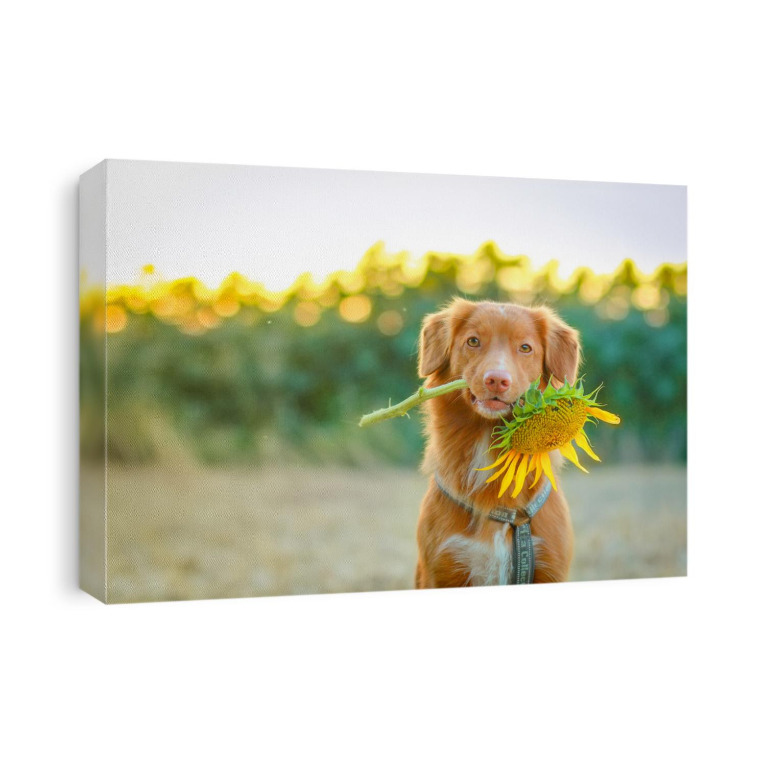 Dog holding a sunflower in iths mouth on a sunflowers field, dog tricks