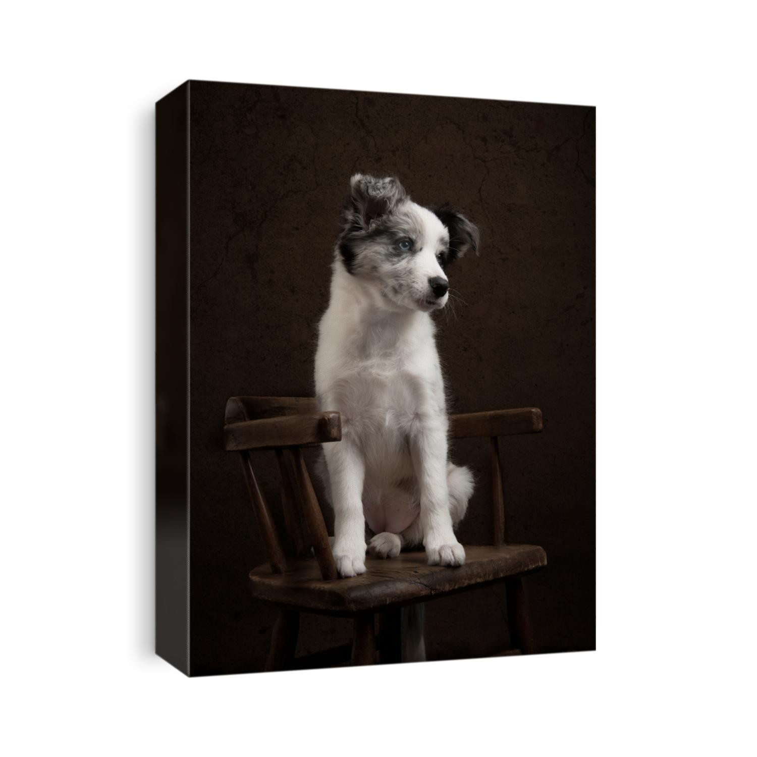 Young border collie puppy looking away sitting on a brown wooden chair on a brown classic still life background in a vertical image