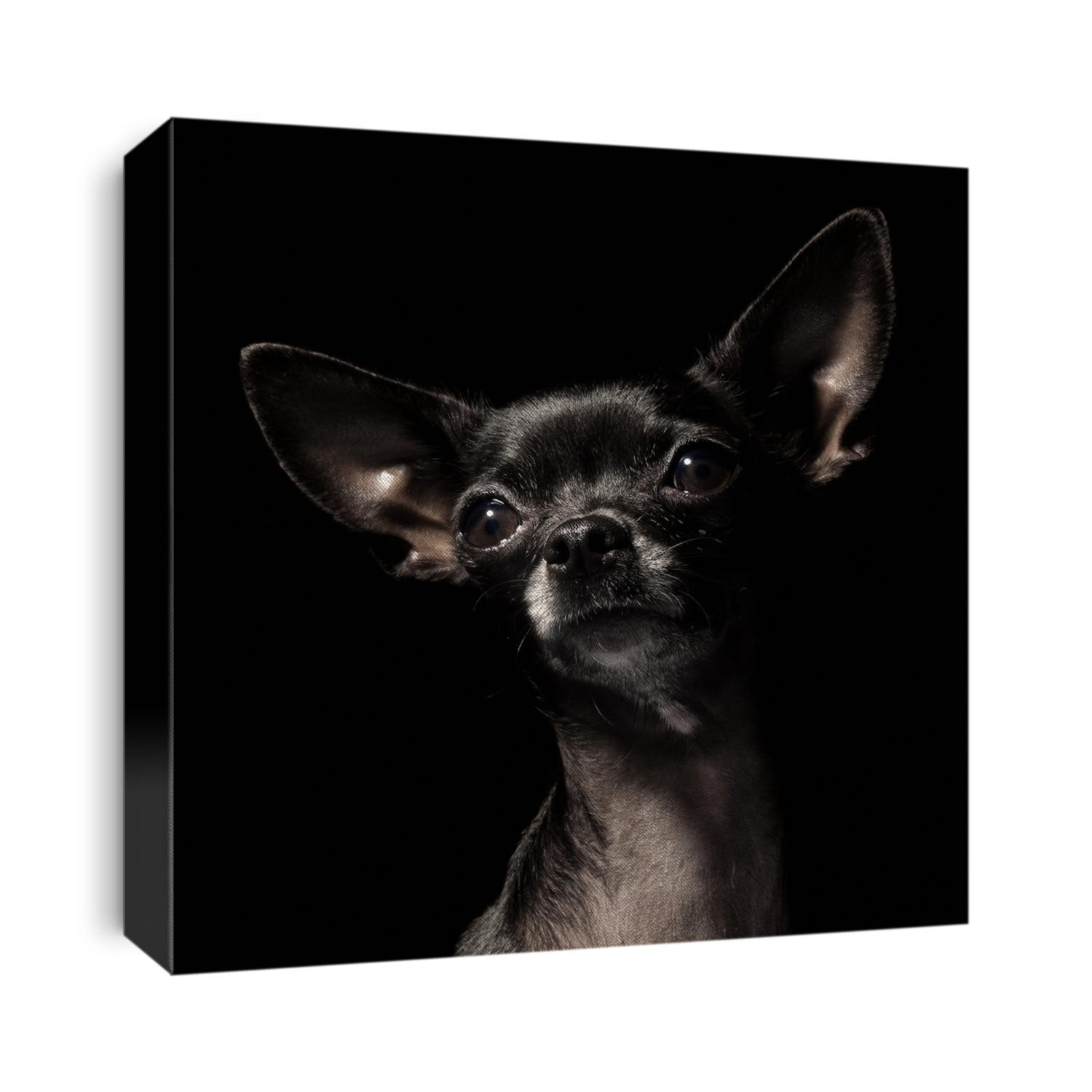 black chihuahua