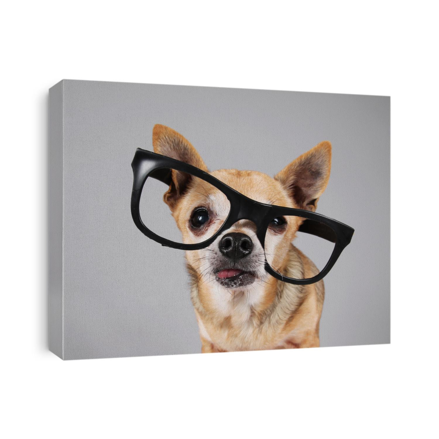 smart chihuahua wearing glasses