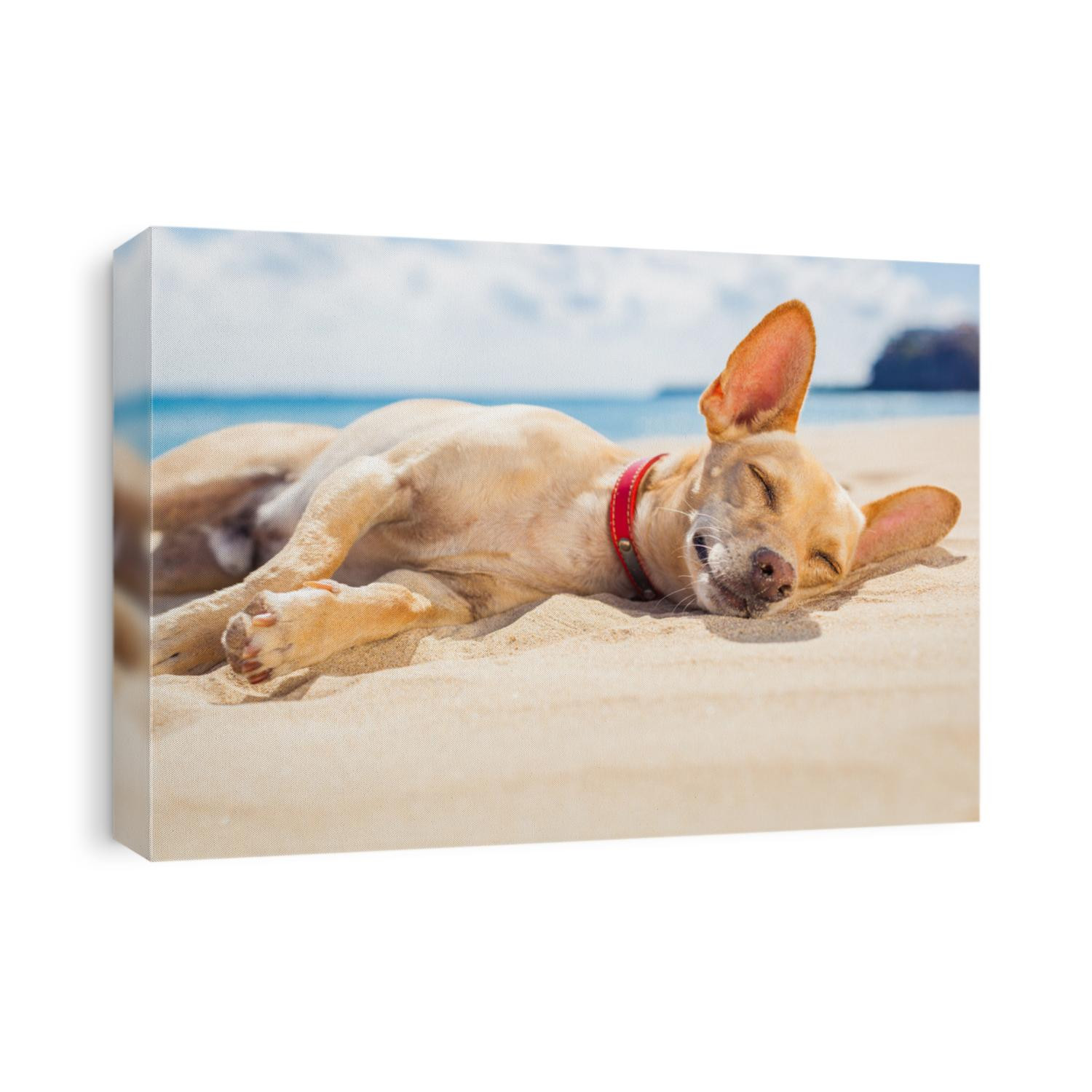 chihuahua dog relaxing and resting , lying on the sand at the beach on summer vacation holidays, ocean shore behind
