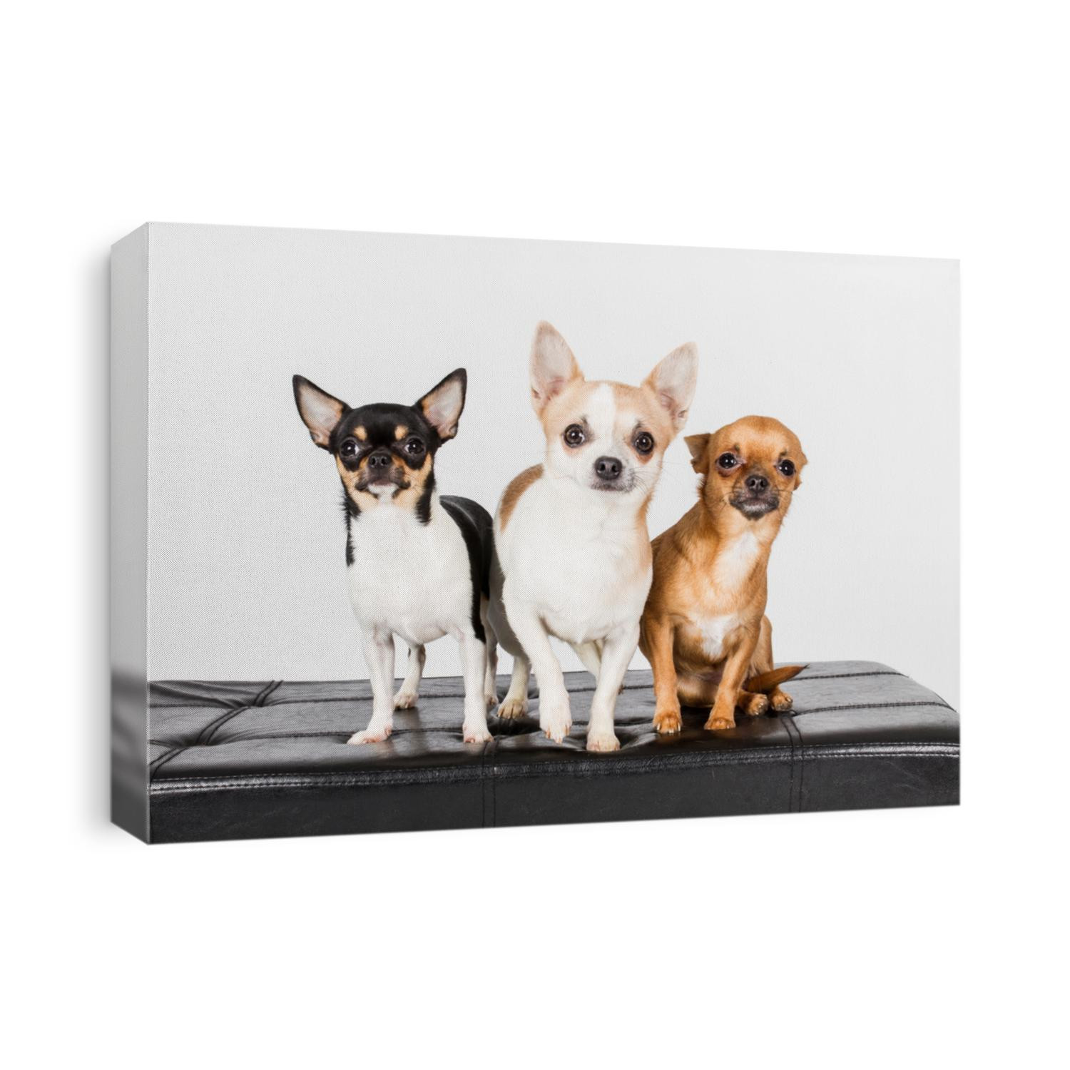 Chihuahua, small dogs, doggie