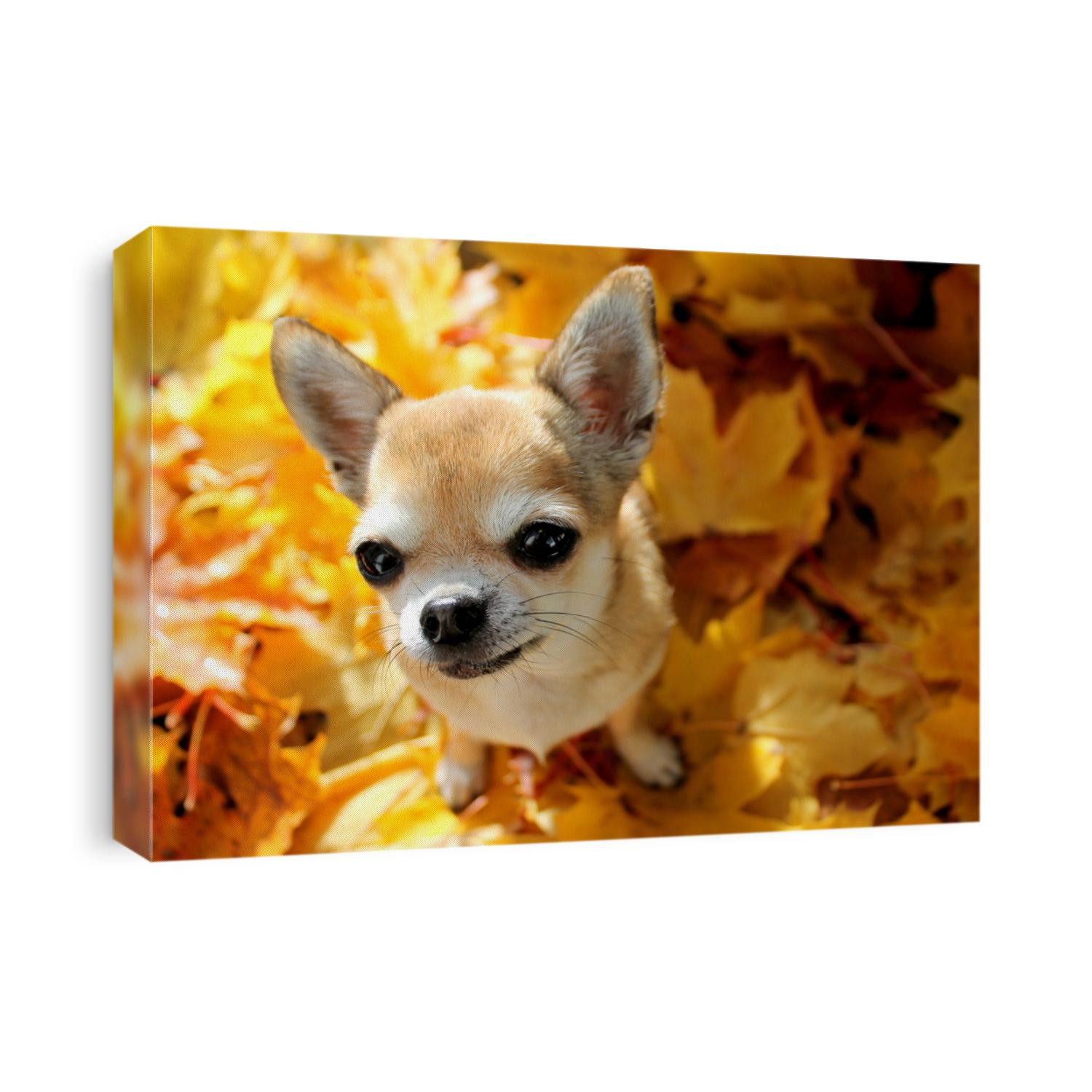 A chihuahua dog and fall leaves.