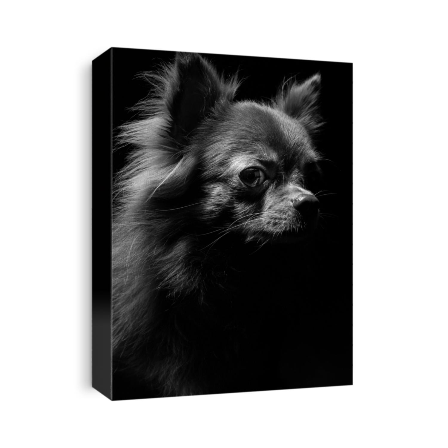 a brown chihuahua portrait in black background, low-key photography