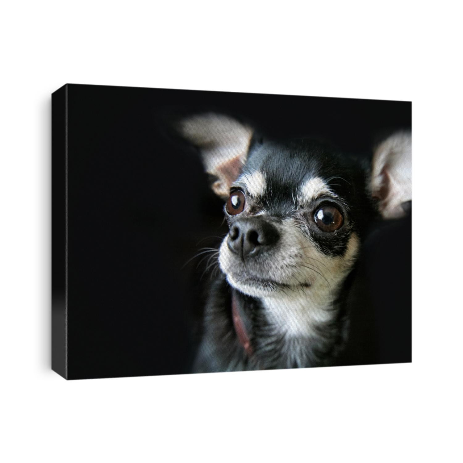 cute chihuahua looking up in a studio portrait with contrasting lighting 