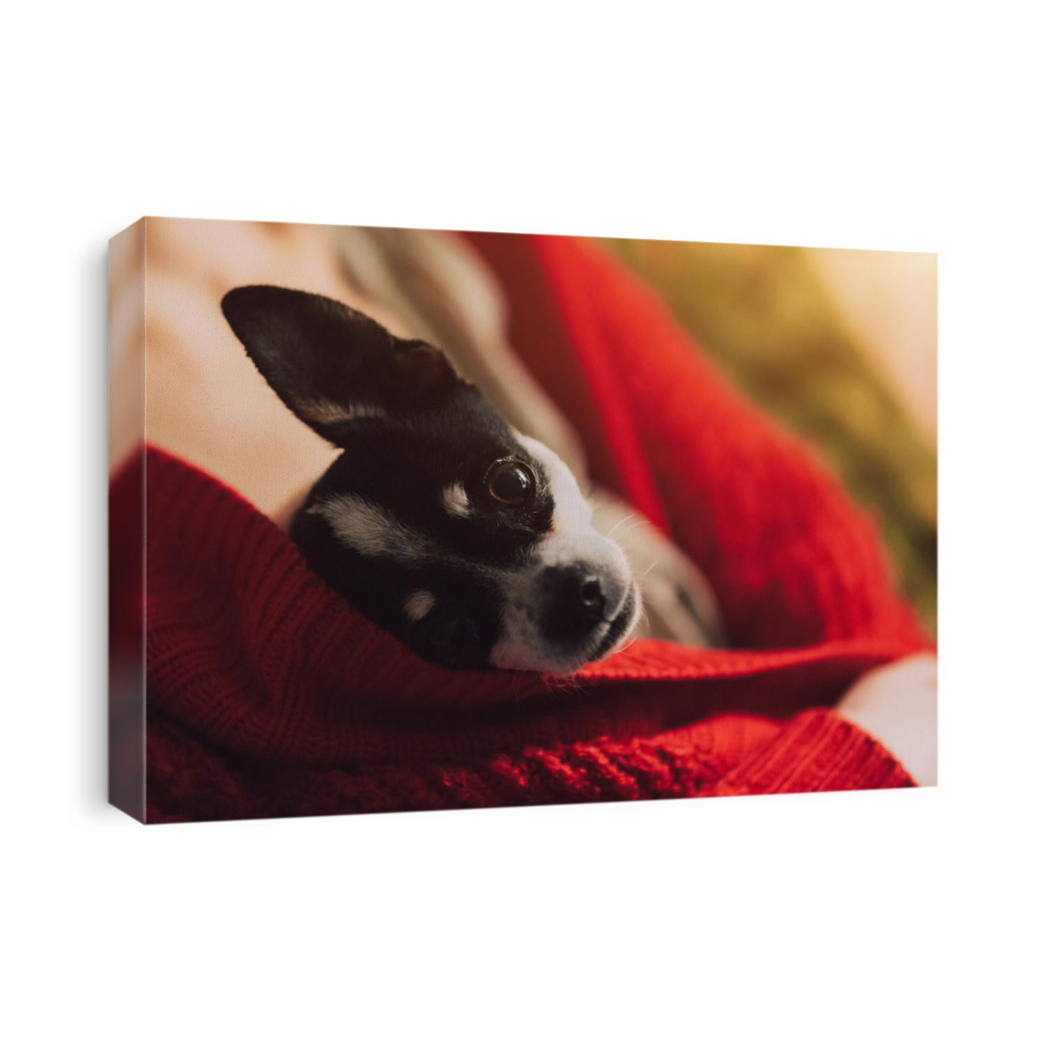 Small chihuahua dog is heated under the mistress's jacket. Young girl is resting with a dog on sofa. Closeup shot.