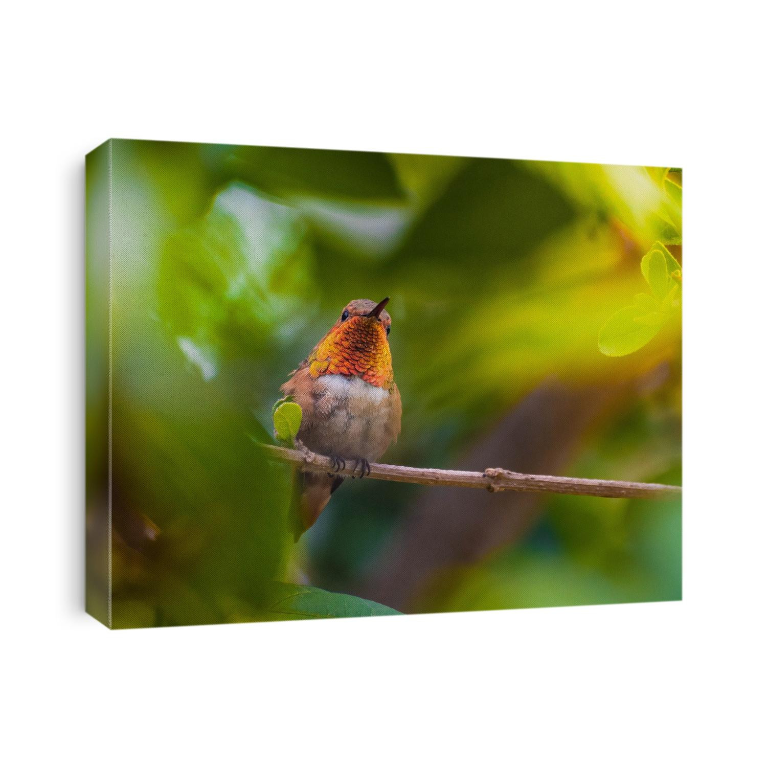 Allen's hummingbird in green leaves