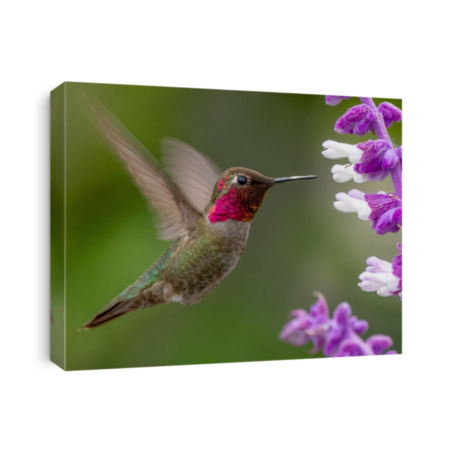 Allen's hummingbird and a little ant friend