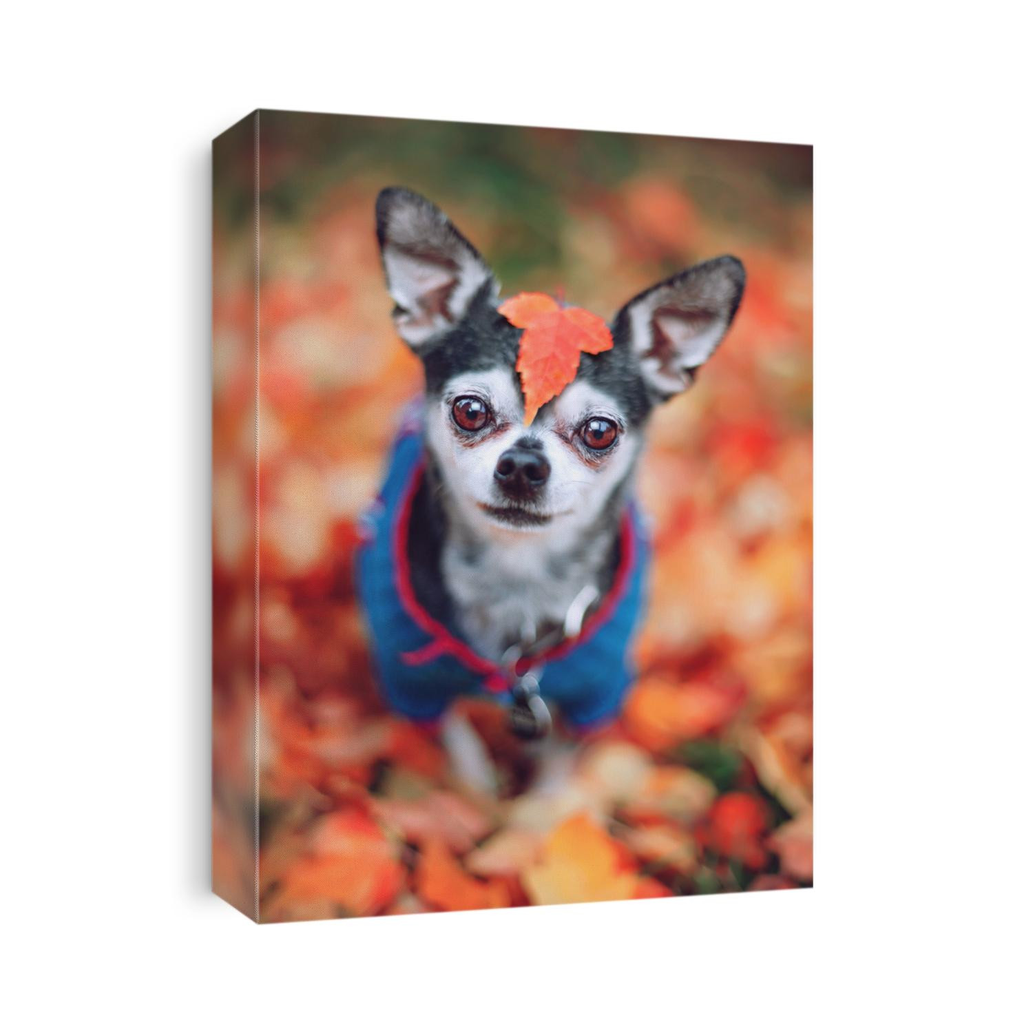 VERY SHALLOW FOCUS on a cute chihuahua sitting in leaves 