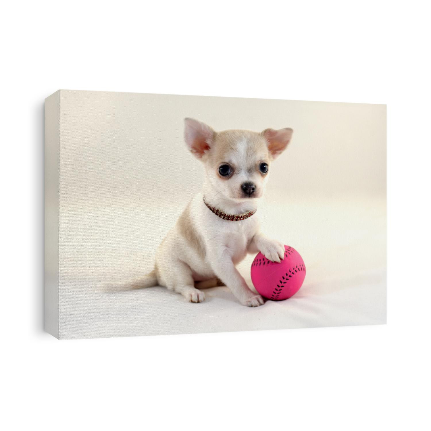 Cute short-haired white color miniature Chihuahua puppy with tennis ball on white background. The puppy is 2 month old on the picture.