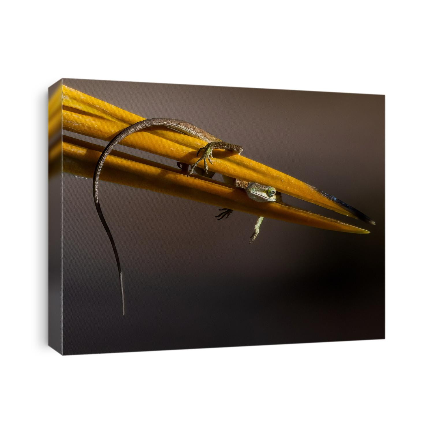 A lizard is trapped in 2020, Shot at Circle B in Florida