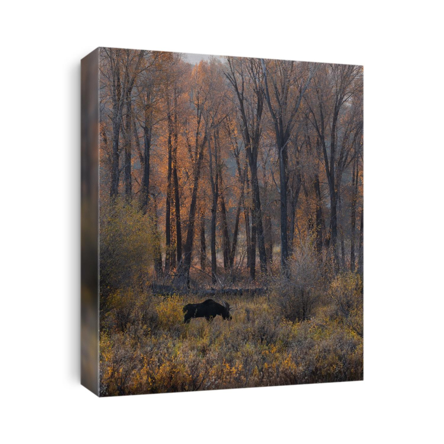 A moose walks in the woods in Jackson Hole, Wyoming