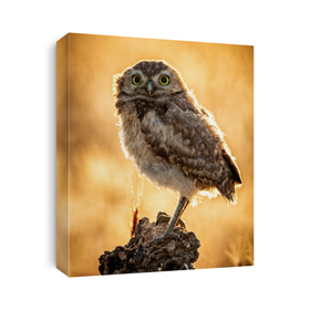 Owls