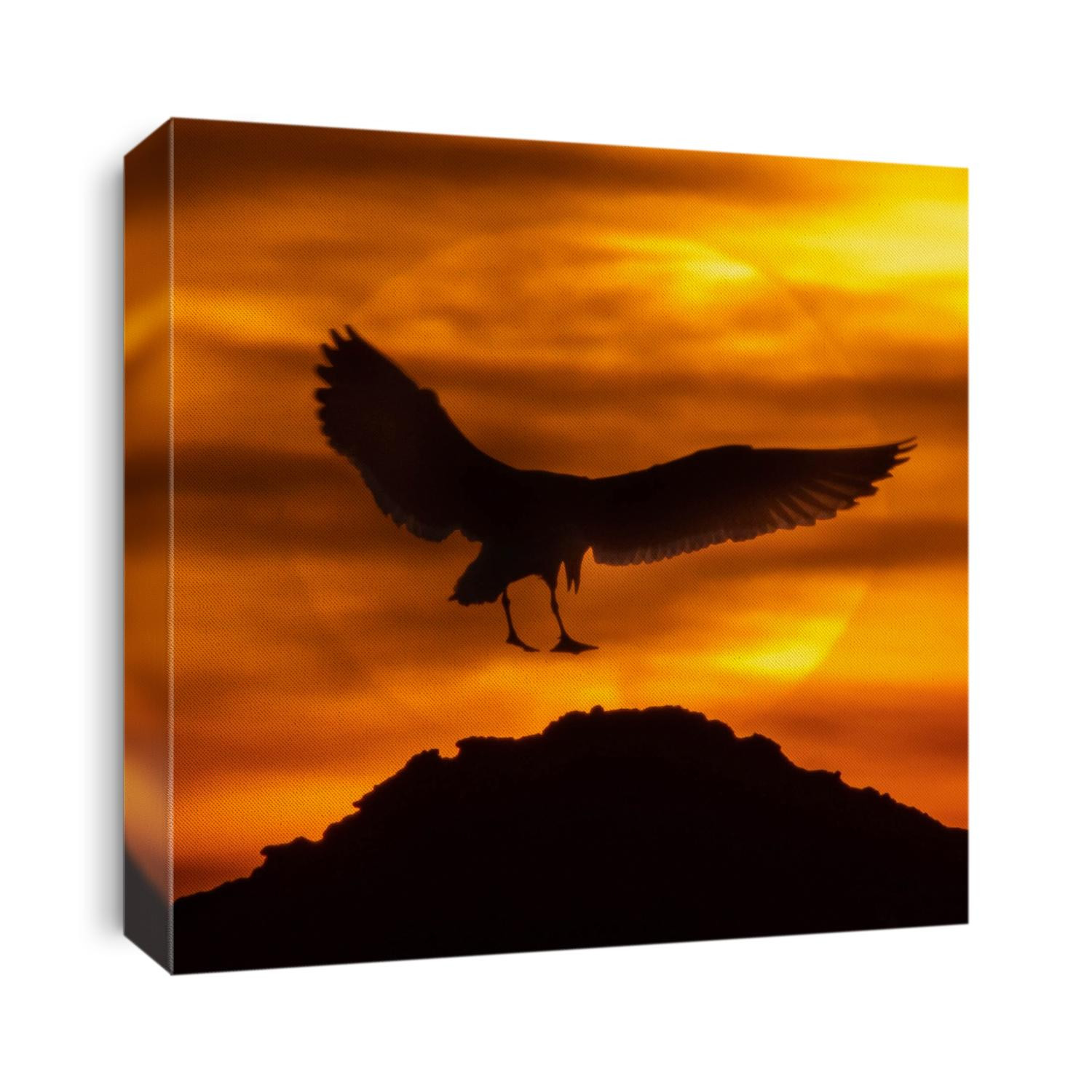 A seagull lands in front of the sun