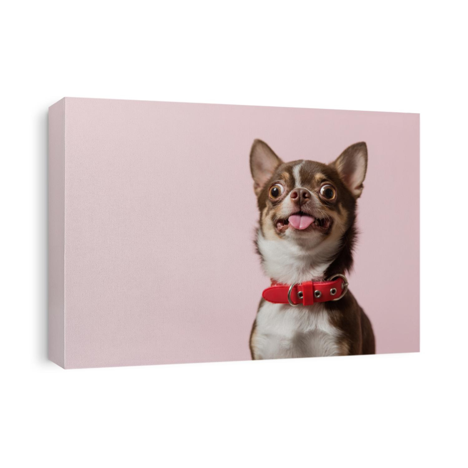 Cute brown mexican chihuahua dog with tongue out isolated on pink background. Dog looking to camera. Red collar. Copy Space
