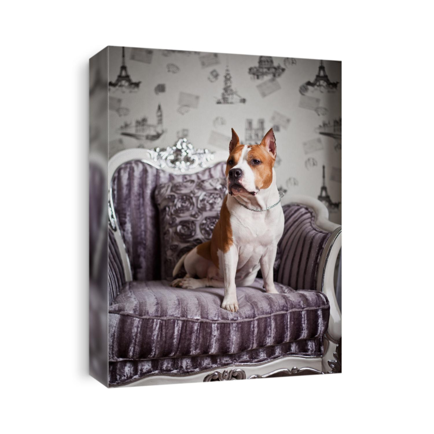 Staffordshire terrier in the interior
