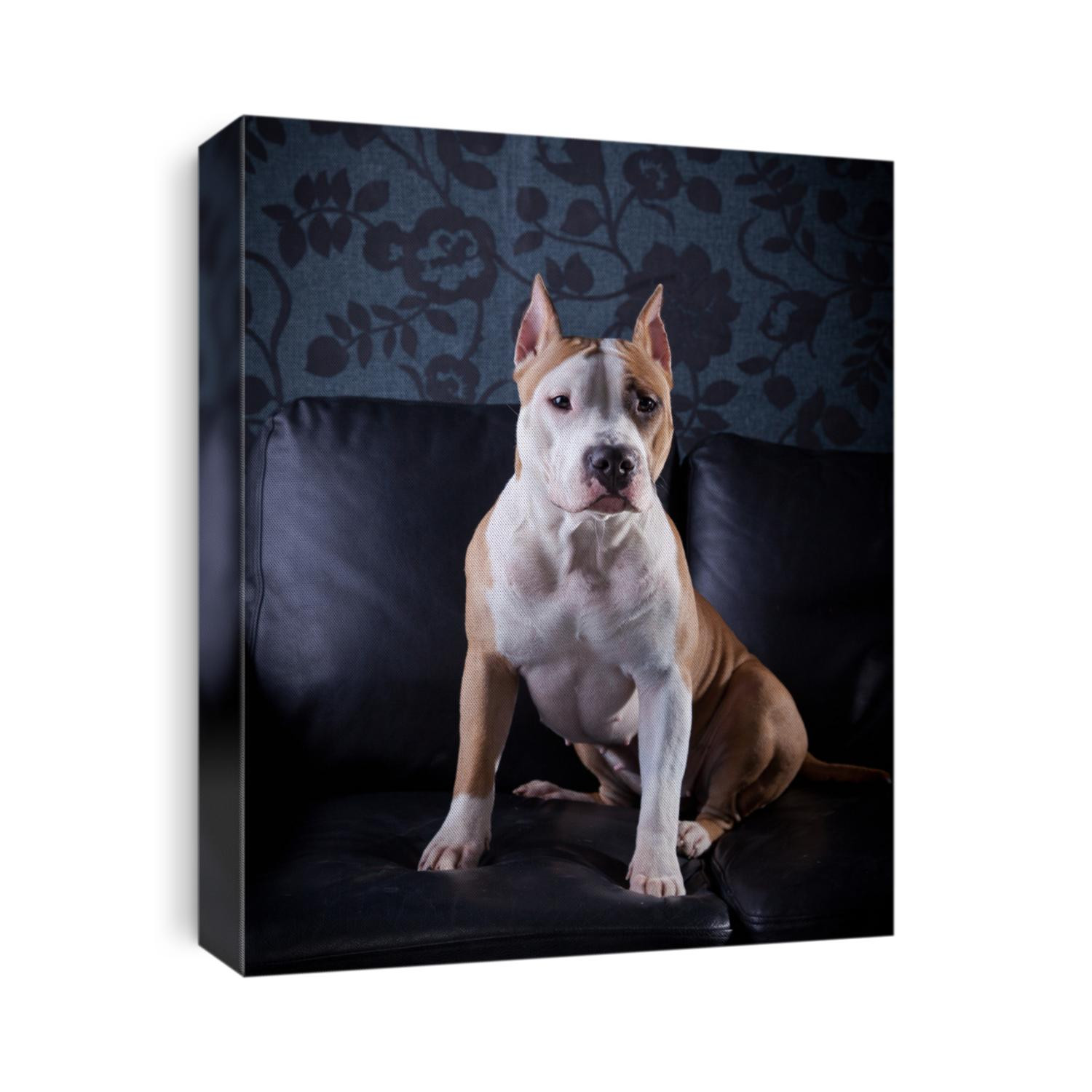 Staffordshire Terrier dog