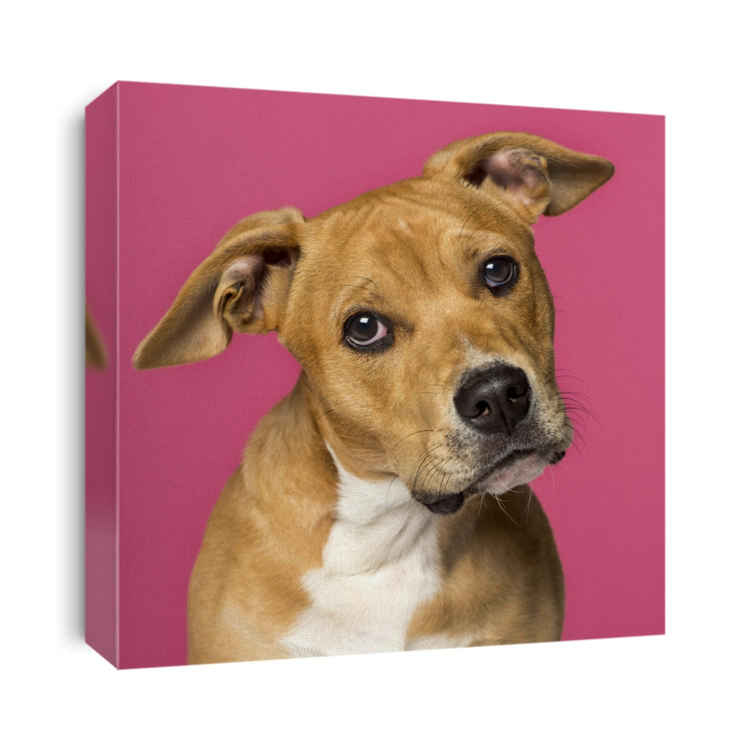 close-up of a American Staffordshire Terrier (5 months old)