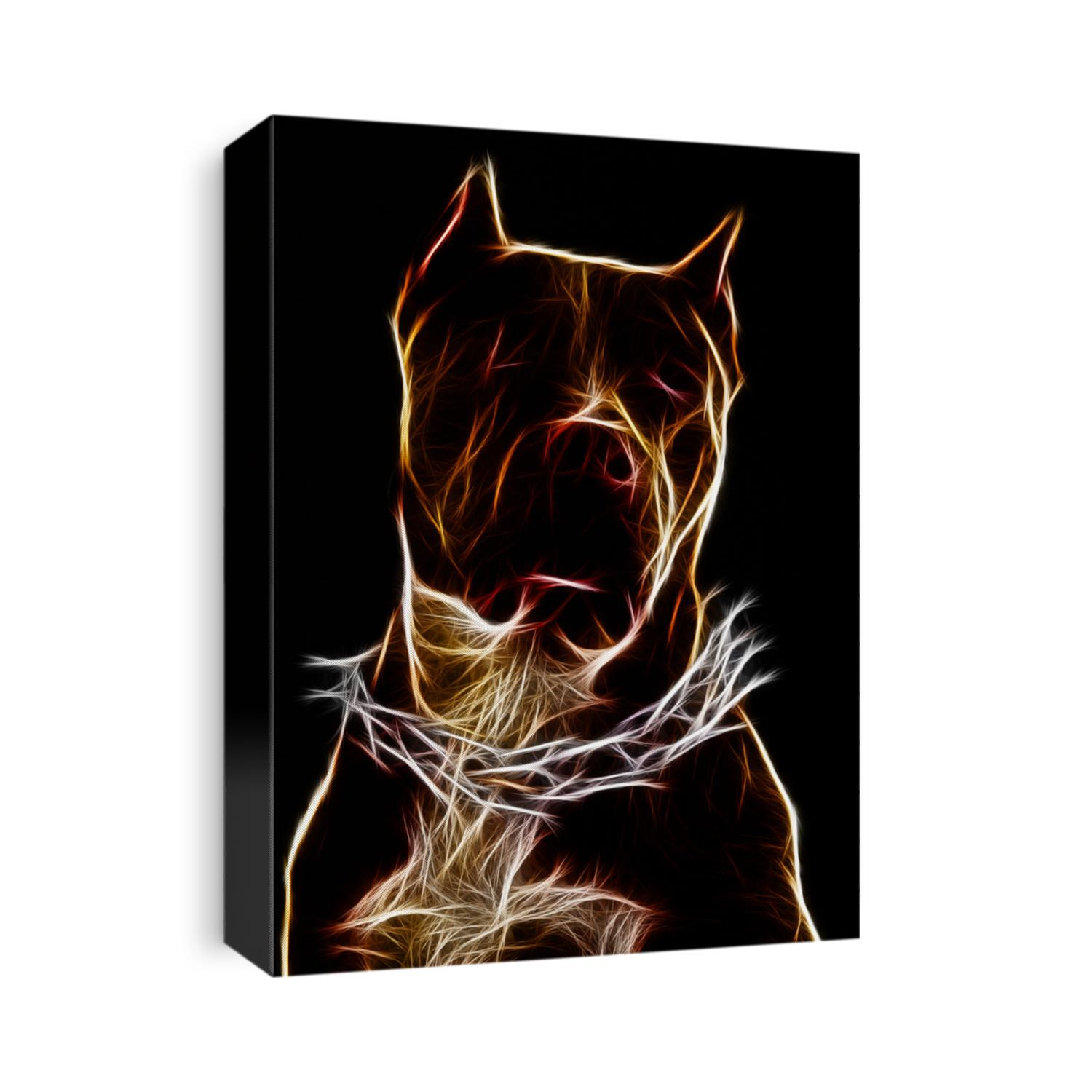 pit bull dog adult champion american pitbull studio black isolated portrait pit bull dog eye brown animal terrier breed nose hound isolated portrait security black abstract gazing puppy adult american
