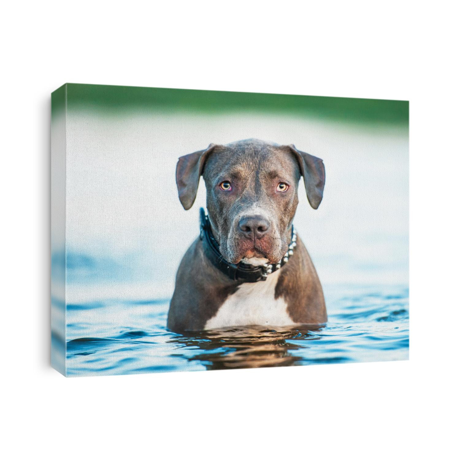 Pitbull dog standing in the water