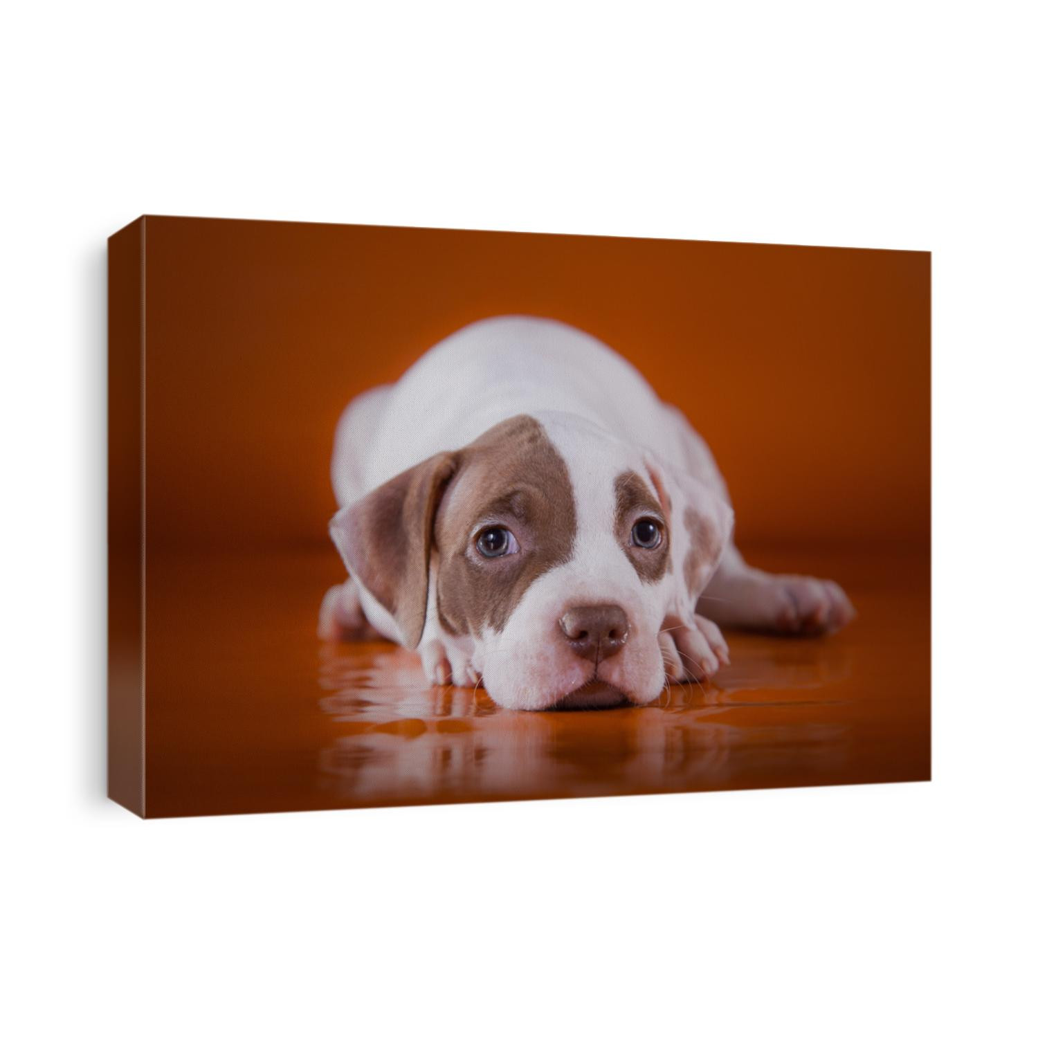 Pet American Pit Bull Terrier puppy cute