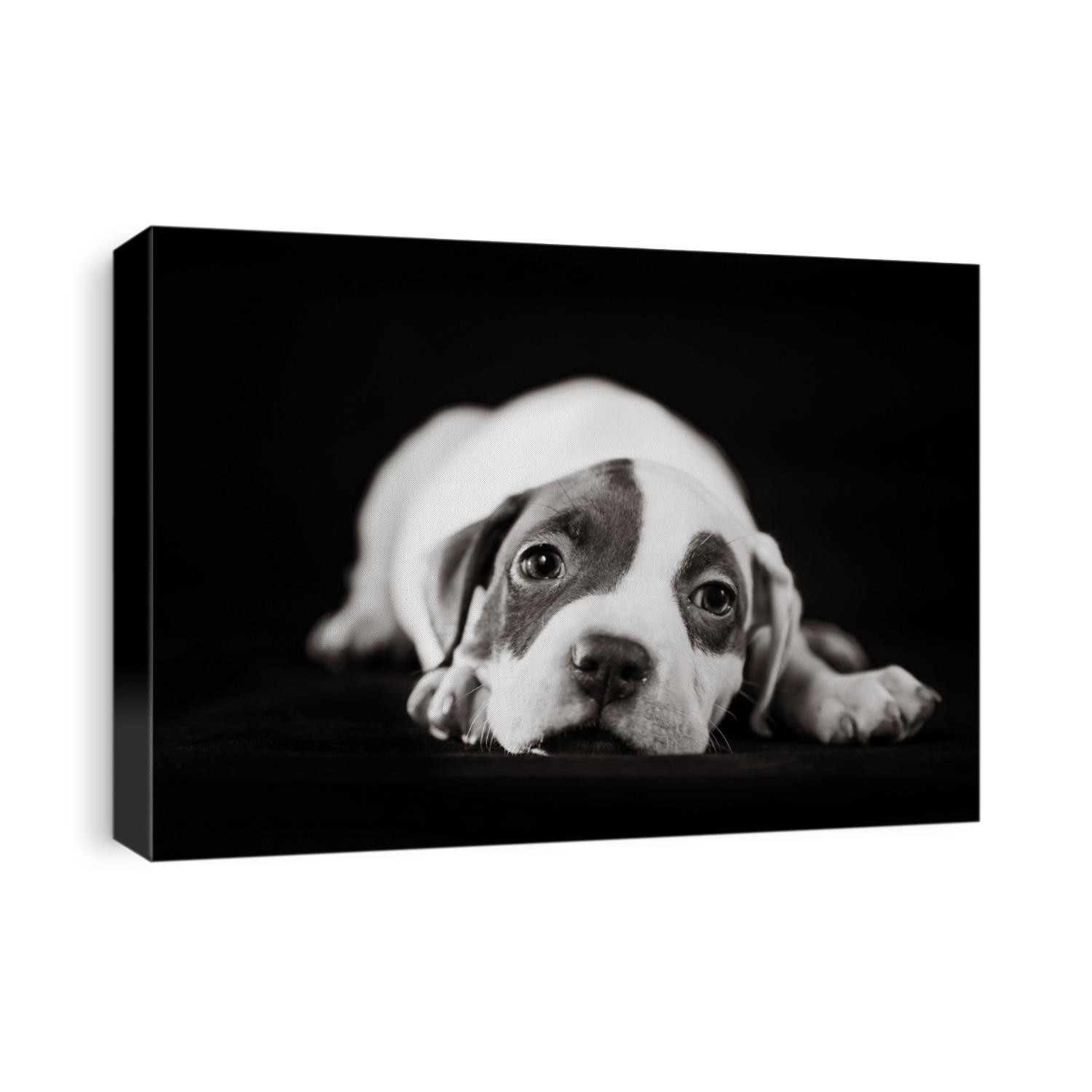 Pet American Pit Bull Terrier puppy cute