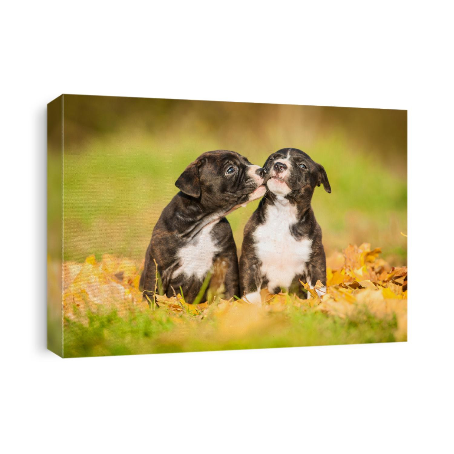 American staffordshire terrier puppies kissing in autumn