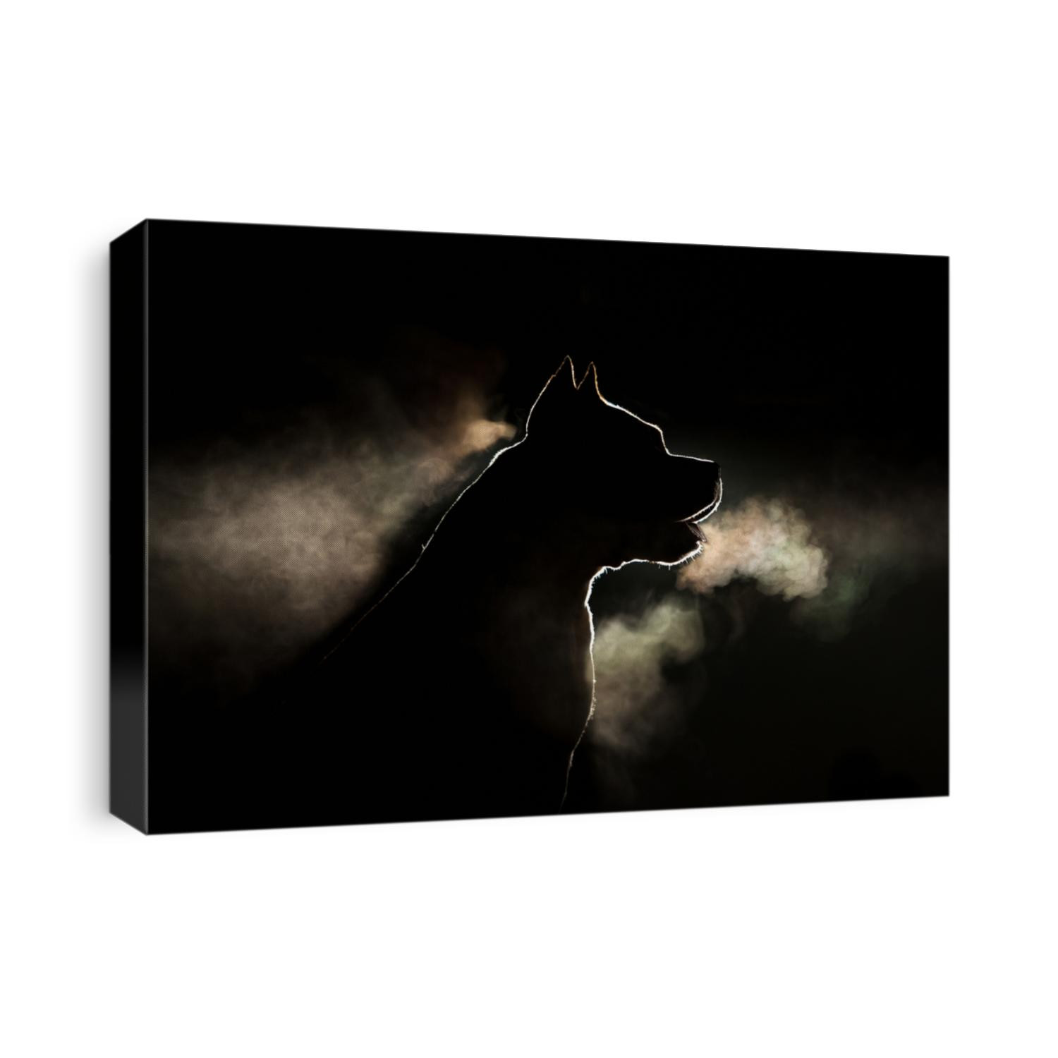 Silhouette of a breed of dog breeds American Staffordshire Terrier in backlight on a black background. Portrait of a dog that is steaming