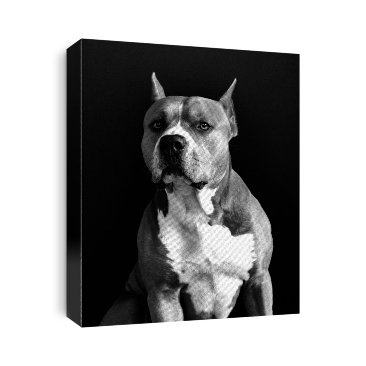 American Staffordshire terrier black and white portrait image with little noise effect. Black Background.