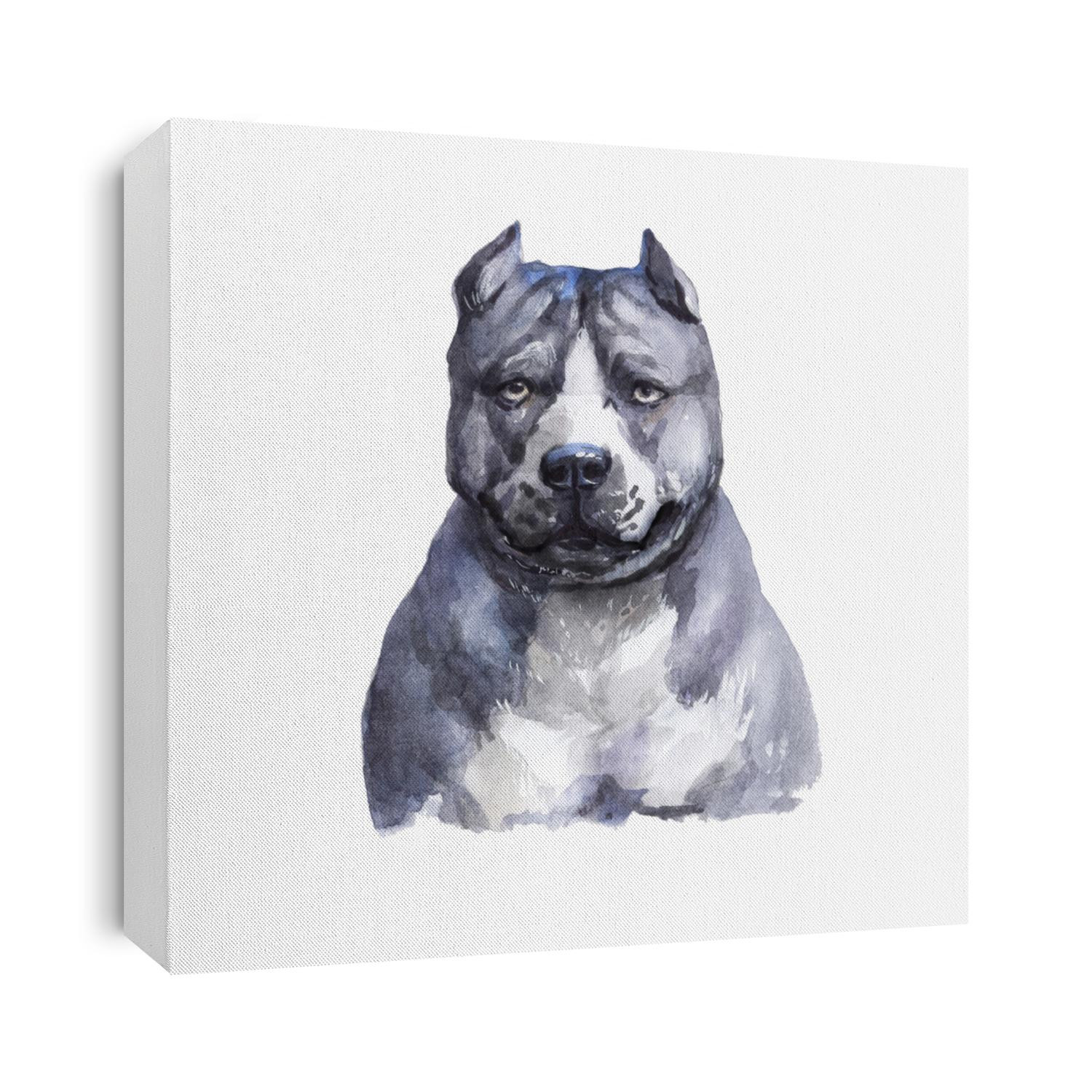 Drawing American Pit Bull Terrier
Dog watercolor