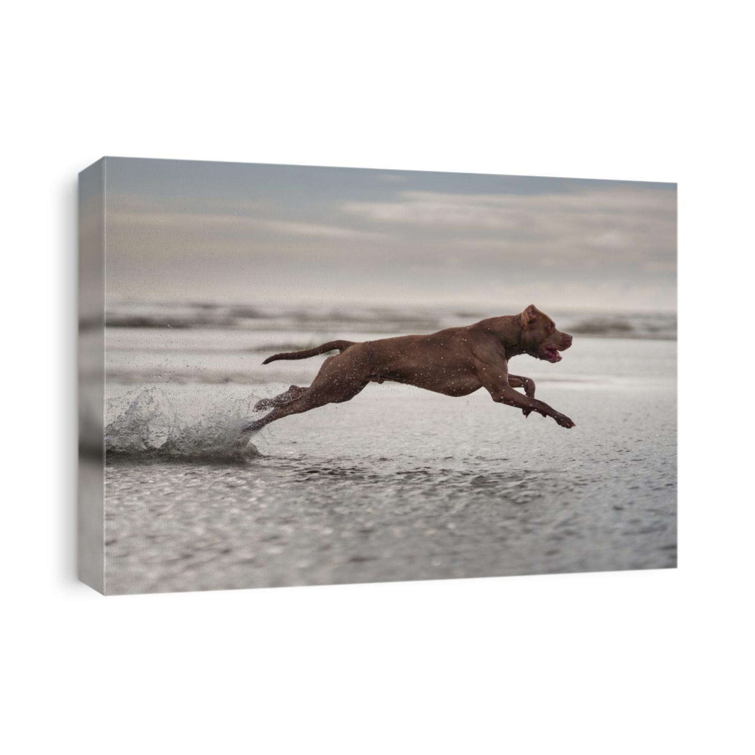 dog on the beach. Active pit bull terrier running on water. pet in summer 