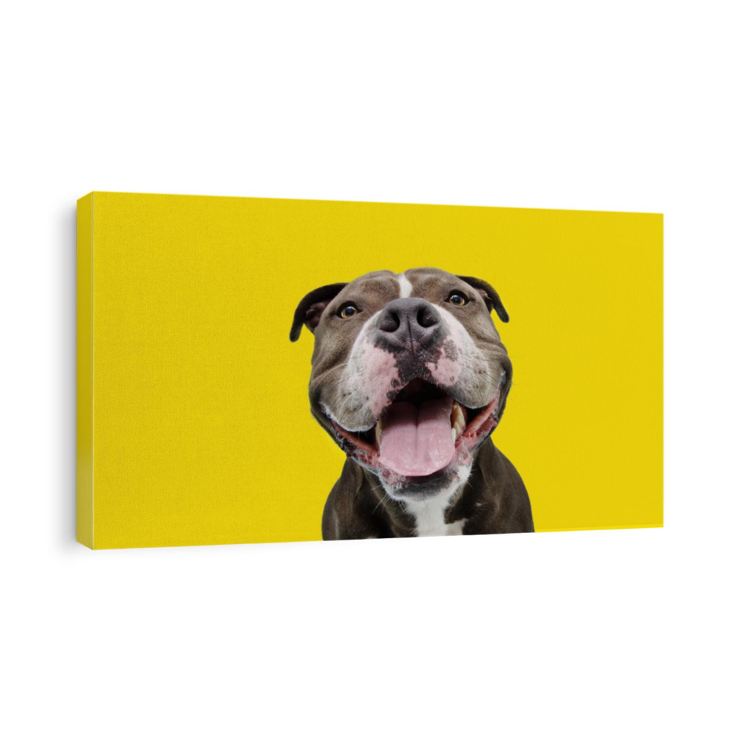 Portrait happy smiling american bully dog. Isolated on yellow background.