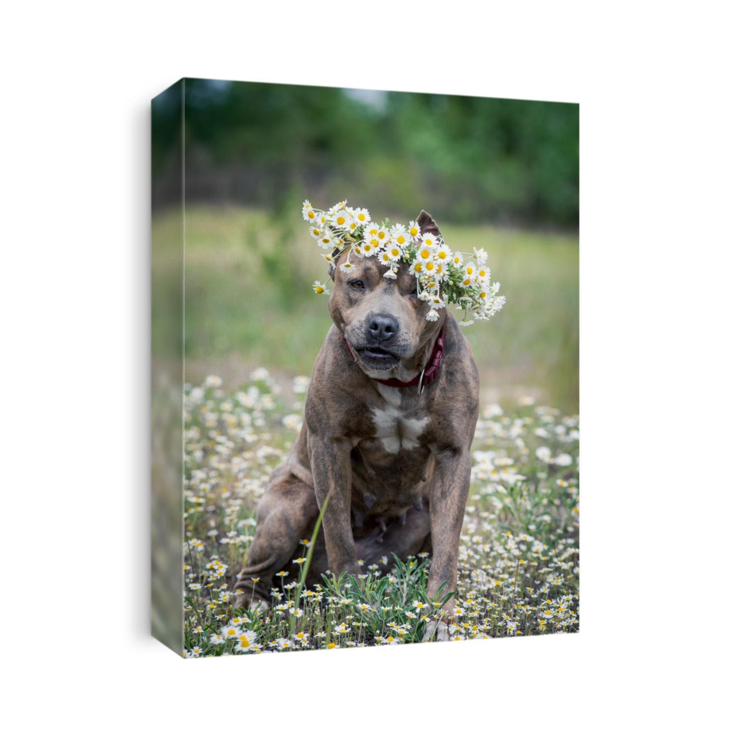 
In the field on daisy flowers, a cute dog sitting with a wreath on its head and looking straight into the camera [American staffordshire terrier]