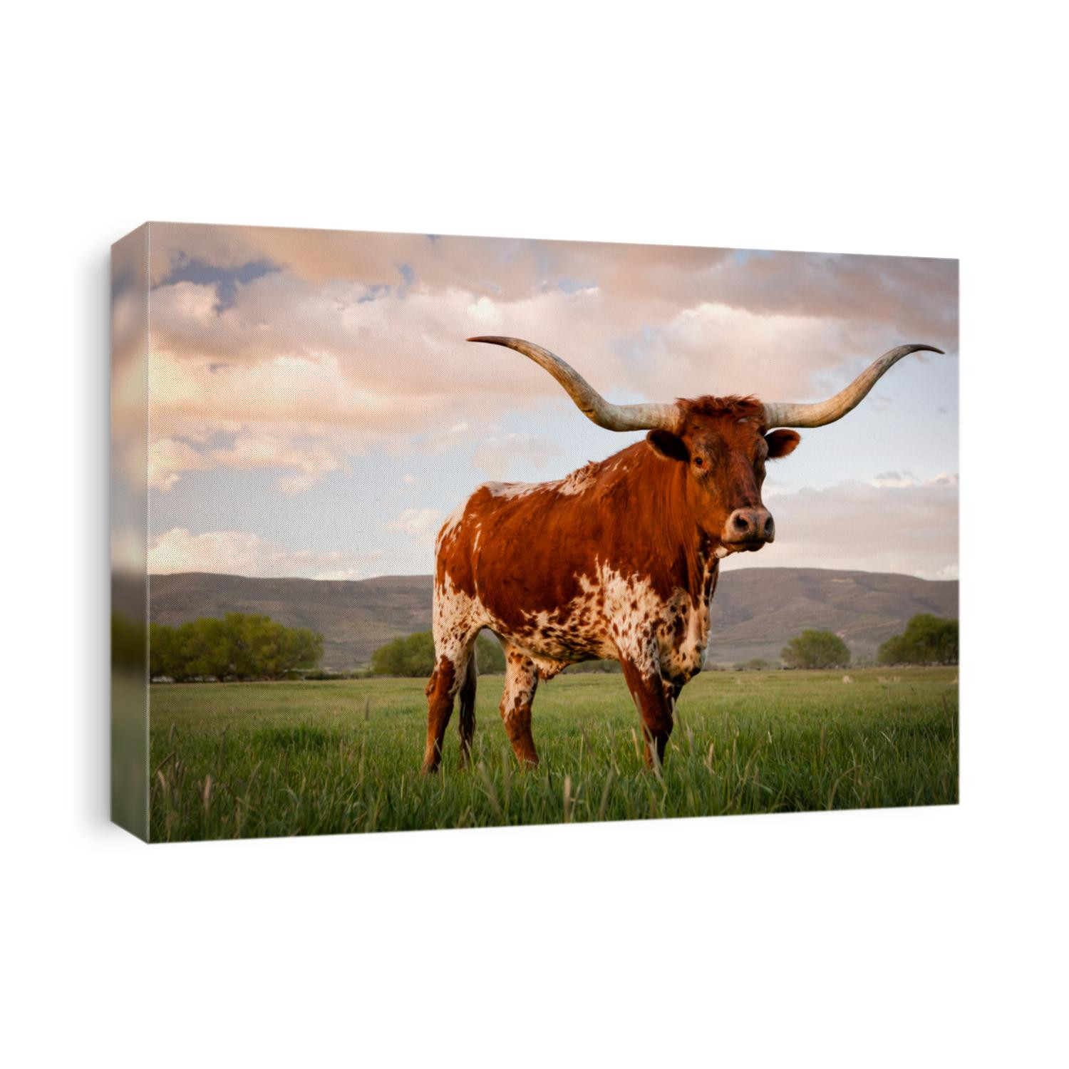 Longhorn at sunset