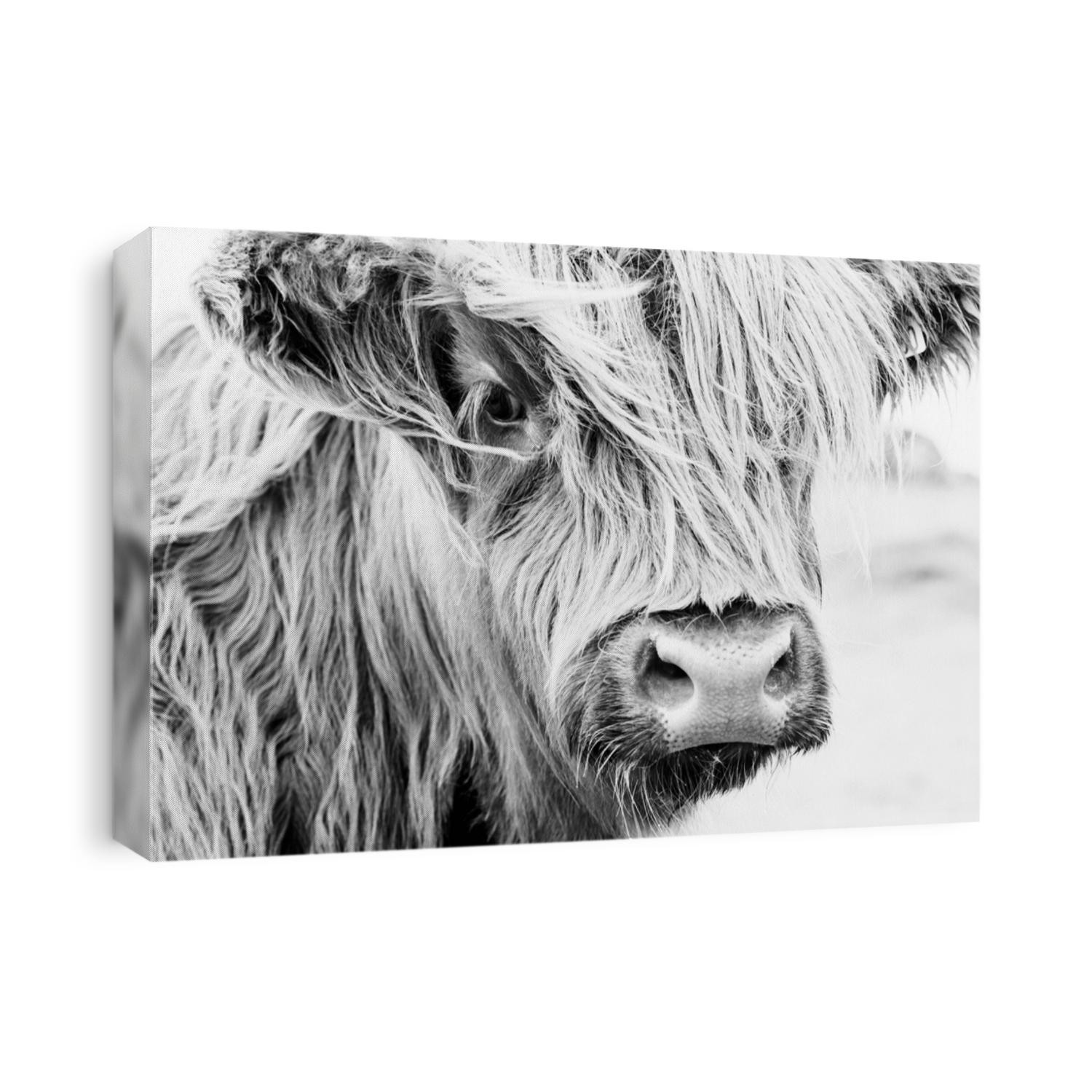 Scottish cow portrait