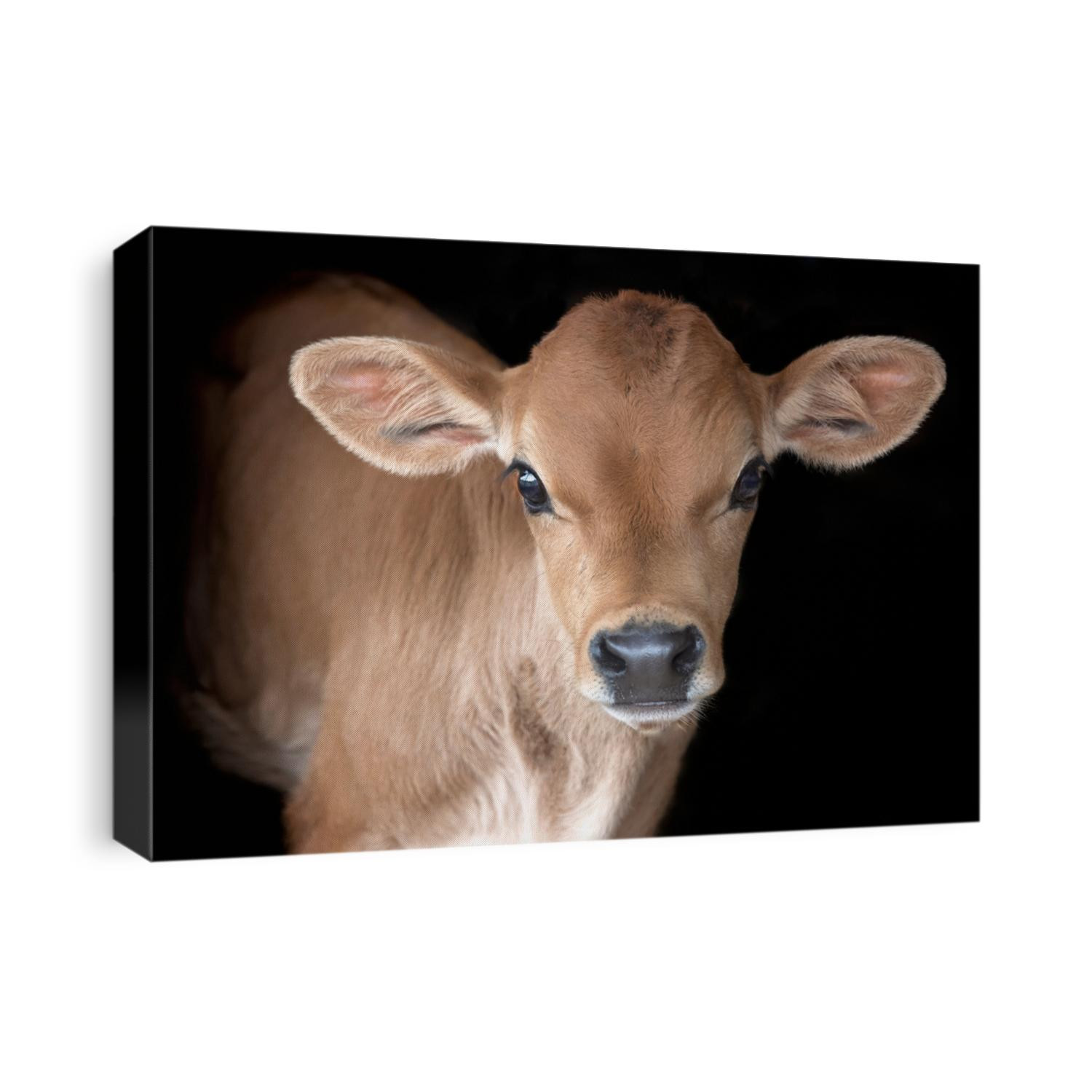 Jersey Calf on Black Background