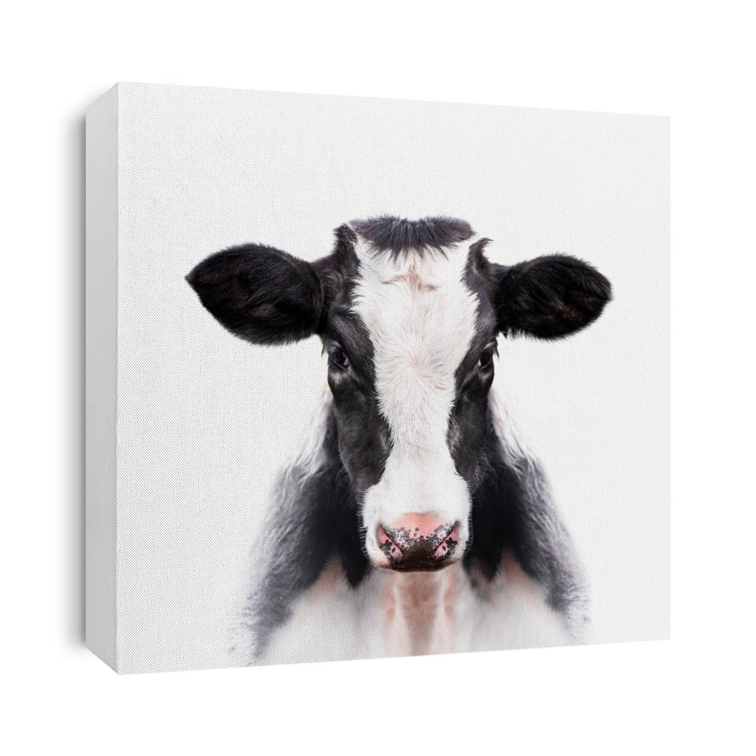 calf portrait isolated on white background