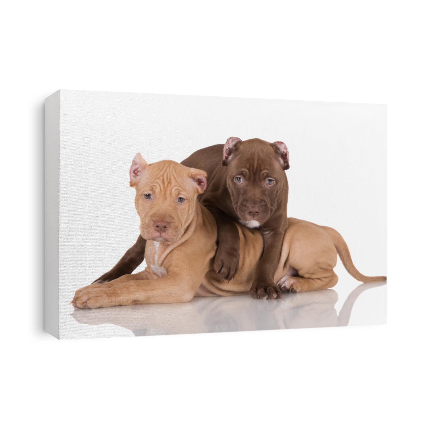 adorable pit bull puppies together