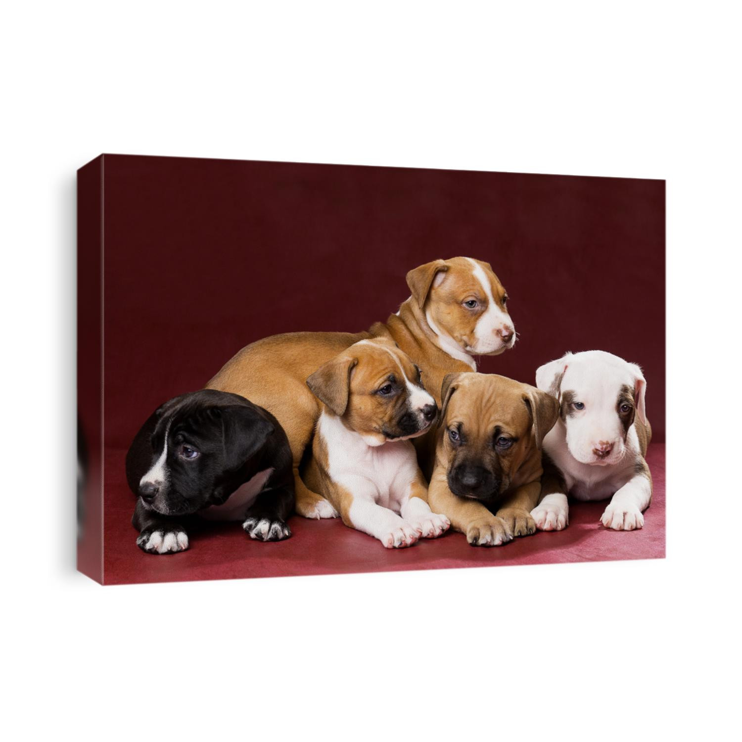 Adorable pit bull puppies on the background in the Studio