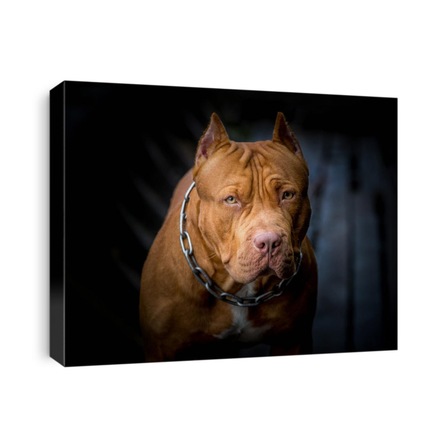 American pit bull terrier.